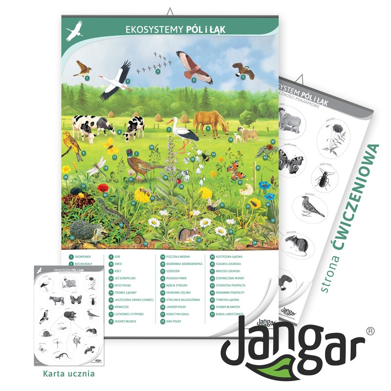 Double-sided board: the ecosystem of meadows and fields  / training page, 68x100 cm, laminated, with a hanging rail