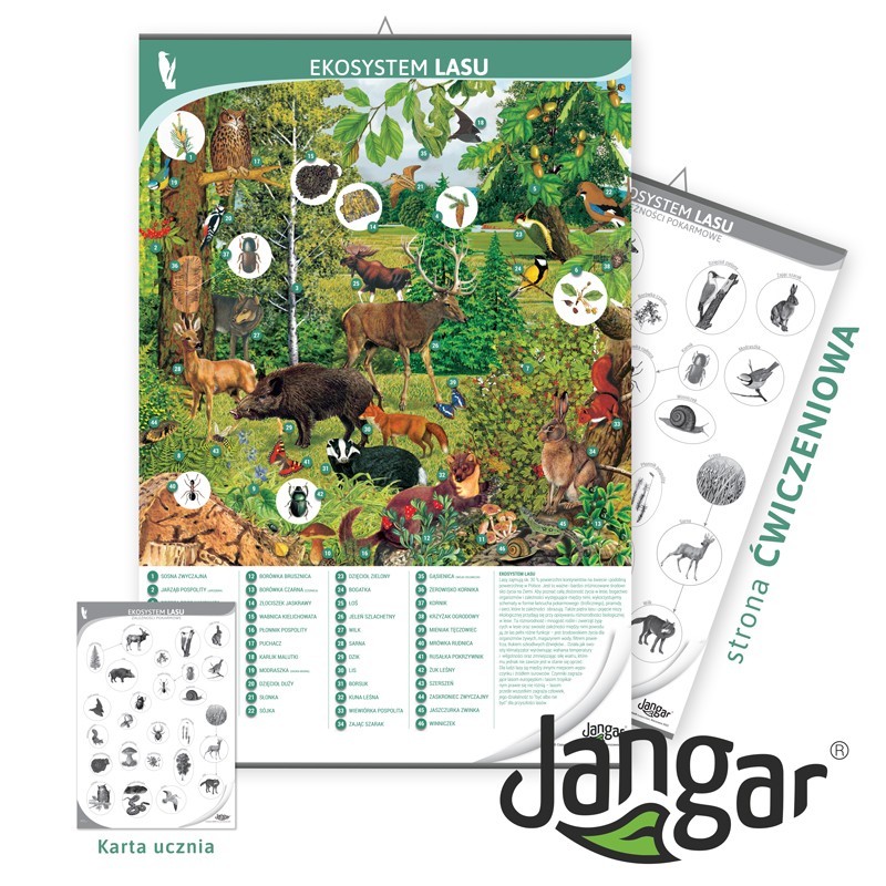 Double-sided board: the ecosystem of the wood  / training page, 68x100 cm, laminated, with a hanging rail