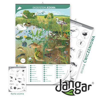 Double-sided board: the ecosystem of the lake  / training page, 68x100 cm, laminated, with a hanging rail
