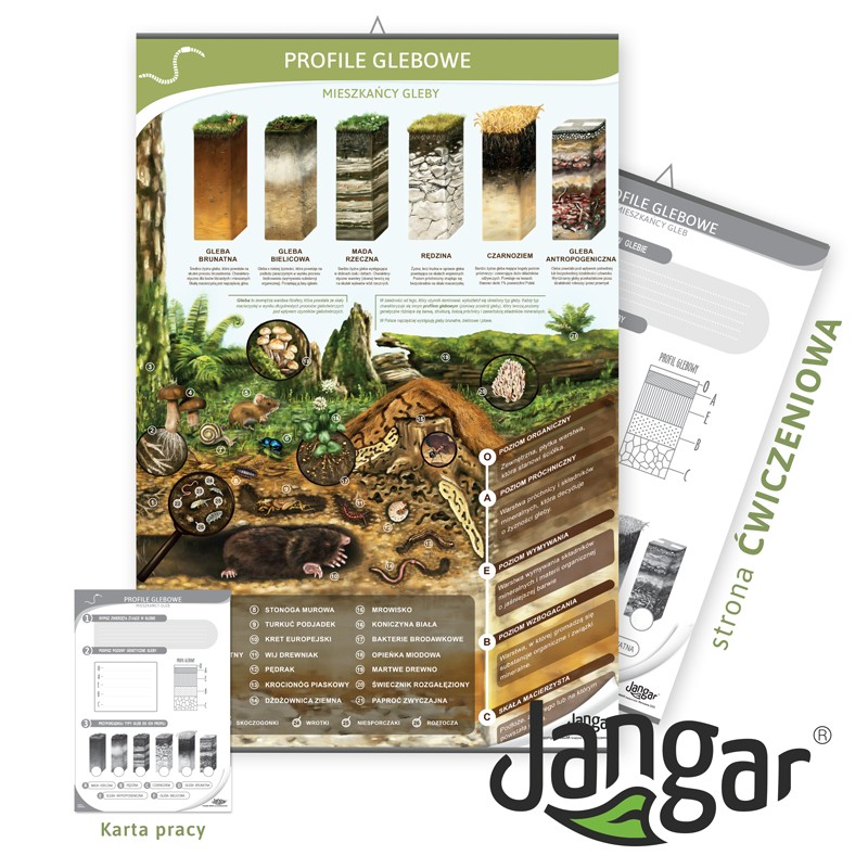 Double-sided board: Soil profiles, soil inhabitants/exercise site, 68x100 cm, laminated