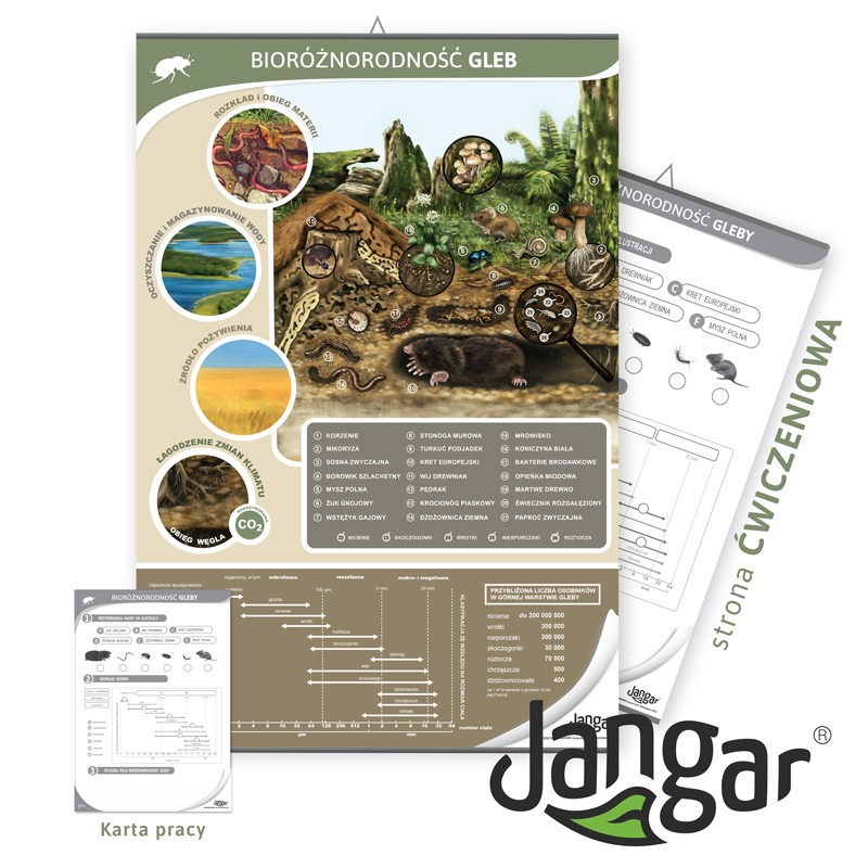 Double-sided board: Soil biodiversity/exercise page, 68x100 cm, laminated