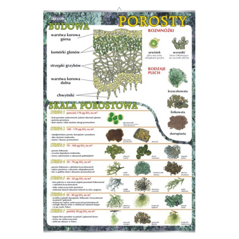 Plansza ścienna: Porosty - budowa i skala porostowa