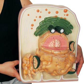 Model budowy wewnętrznej komórki – przestrzenny