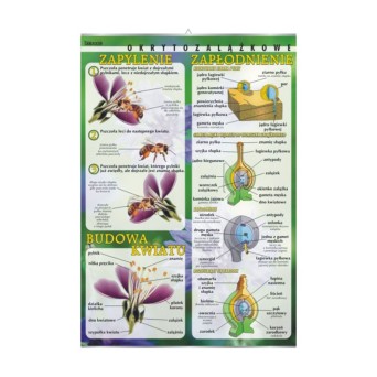 Wall Chart: Flower Structure, Pollination, and Fertilization