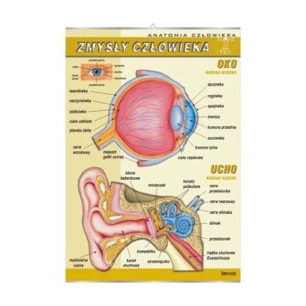 Wall Chart: Human Senses - Ear and Eye