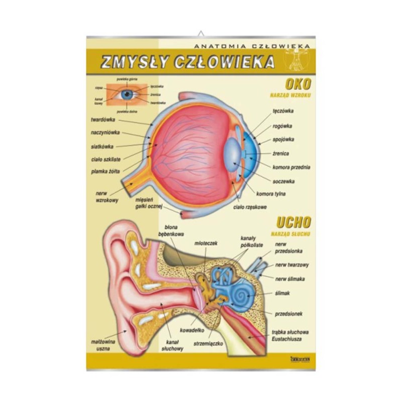 Plansza ścienna: Zmysły człowieka: ucho i oko