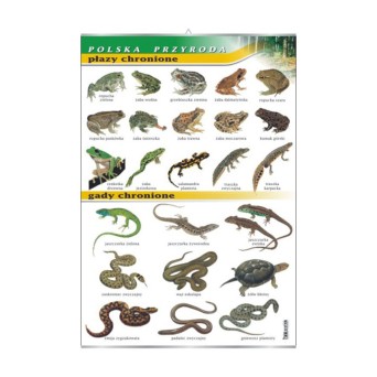 Wall chart: Protected reptiles and amphibians - Polish wildlife
