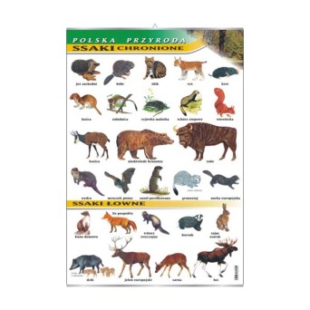 Wall Chart: Protected and Game Mammals – Polish Nature