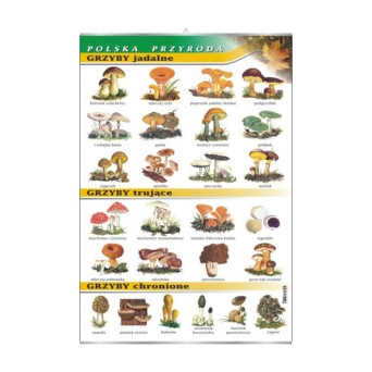 Wall Chart: Edible, Poisonous, and Protected Mushrooms