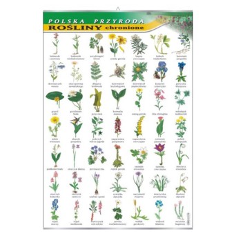 Wall Display Board: Protected Plants