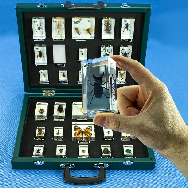 Arthropods - a collection of 30 acrylic blocks in a suitcase