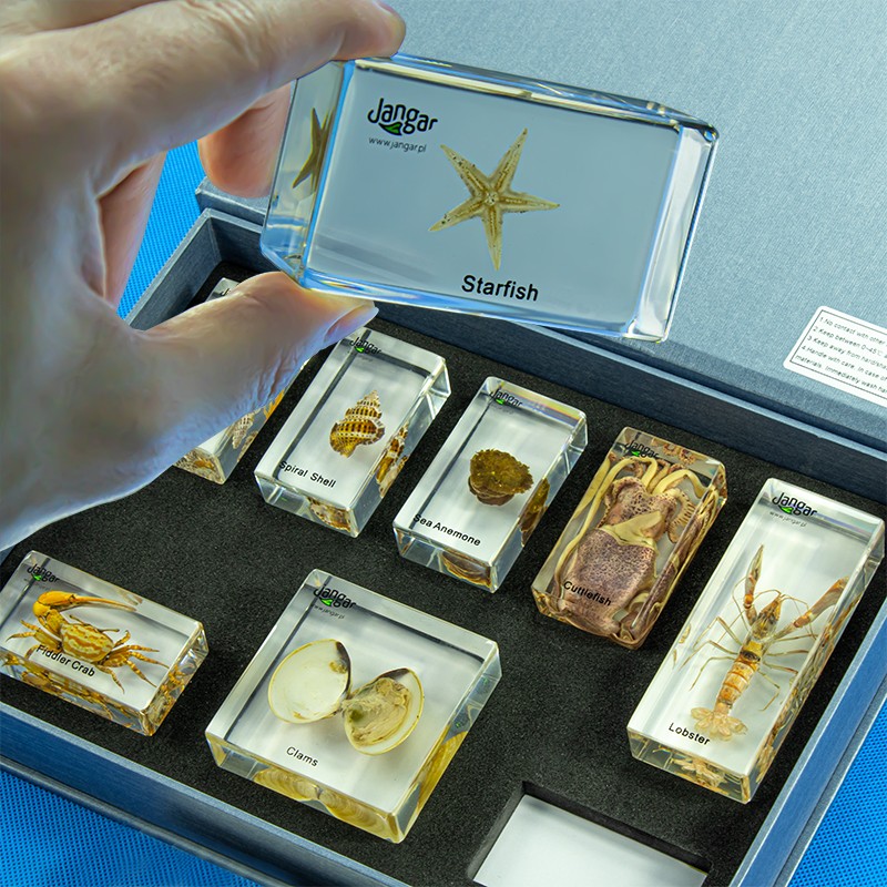 Marine fauna - a collection of 8 specimens embedded in plastic