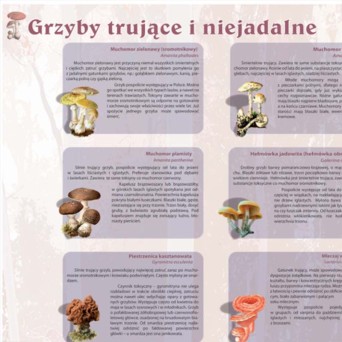 Plansza ścienna: Grzyby trujące i niejadalne