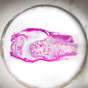 Microscopic viewer for preparations and preparations
