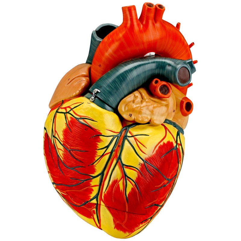 A great model of the human heart, 3-part