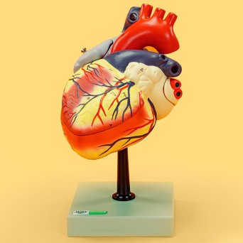 Human heart model, 4-part, enlarged 2-fold