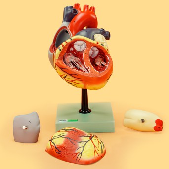 Human heart model, 4-part, enlarged 2-fold