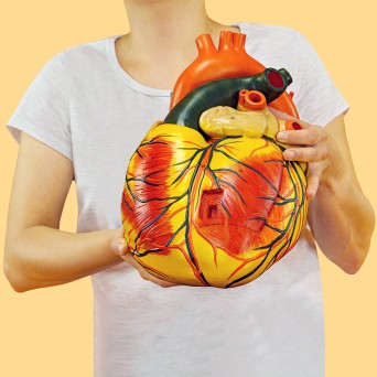 A great model of the human heart, 3-part