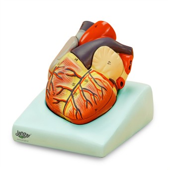 Lifesize Human Heart Model, 2-piece, Basic
