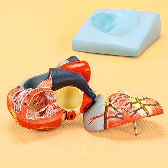 Lifesize Human Heart Model, 2-piece, Basic