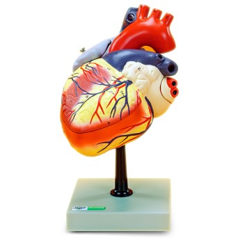 Human heart model, 4-part, enlarged 2-fold