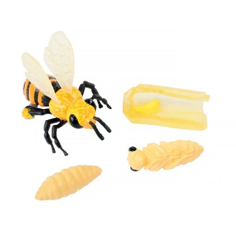 Model set: Bee life cycle