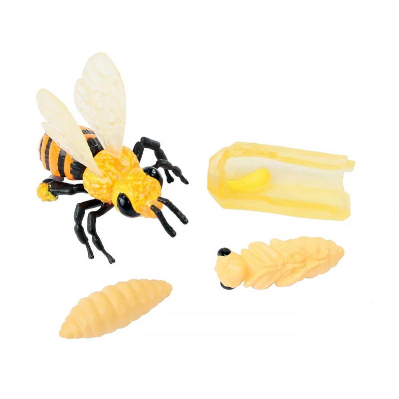 Model set: Bee life cycle