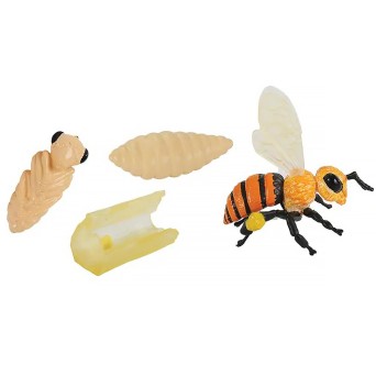 Model set: Bee life cycle