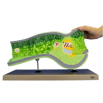 Leaf structural model, 3-dimensional