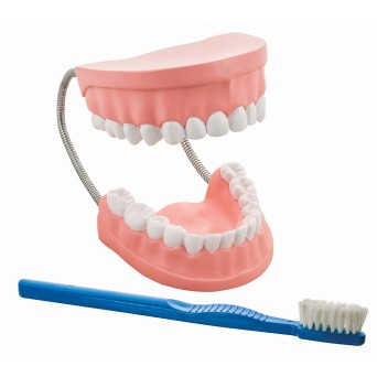 Dental model for learning oral hygiene, enlarged 3x, with toothbrush