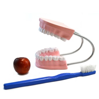 Dental model for learning oral hygiene, enlarged 3x, with toothbrush