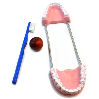 Dental model for learning oral hygiene, enlarged 3x, with toothbrush