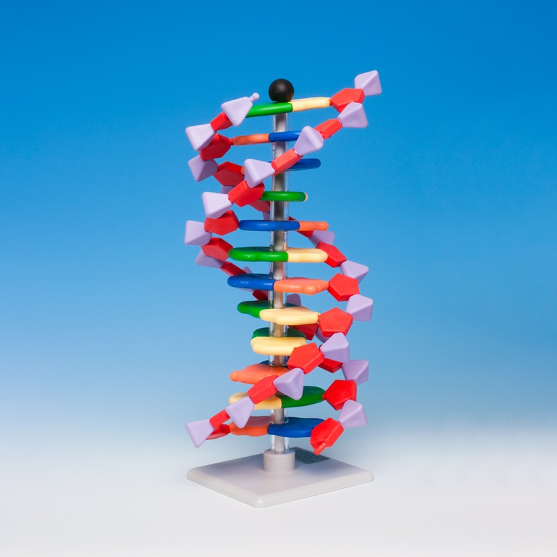 DNA model - basic