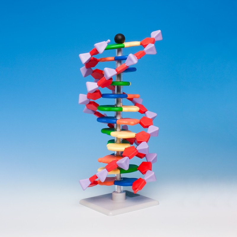 Model DNA – podstawowy