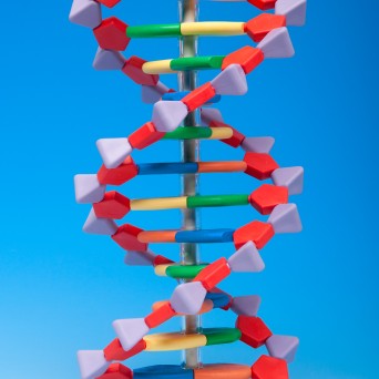 Model DNA – podstawowy