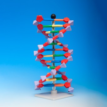 Model DNA – podstawowy