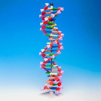 Model DNA – duży  (2 skręty helisy, 45 cm)