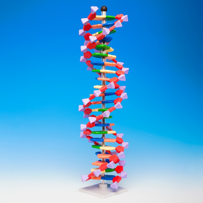 DNA model - large (2 helix turns, 45 cm)