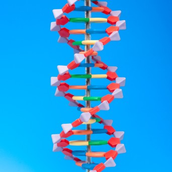 DNA model - large (2 helix turns, 45 cm)