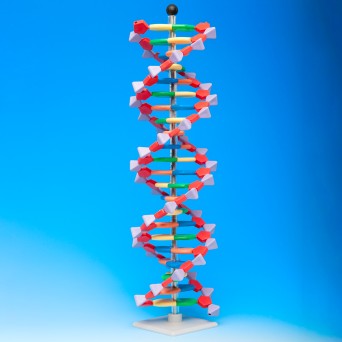 DNA model - large (2 helix turns, 45 cm)