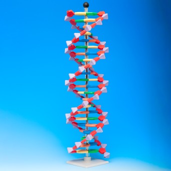 Model DNA – duży  (2 skręty helisy, 45 cm)