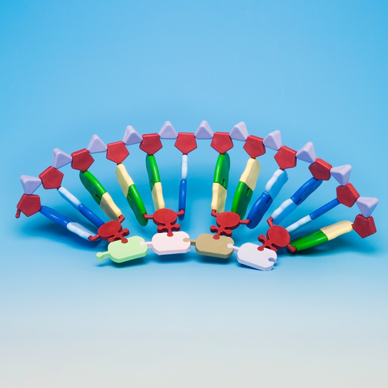 RNA model / protein biosynthesis - large