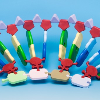 RNA model / protein biosynthesis - large