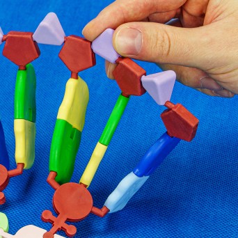 RNA model / protein biosynthesis - large