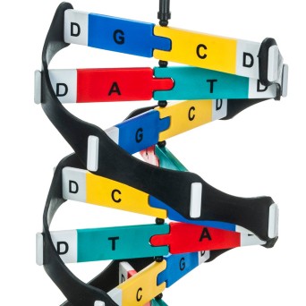 A DNA model with marked principles