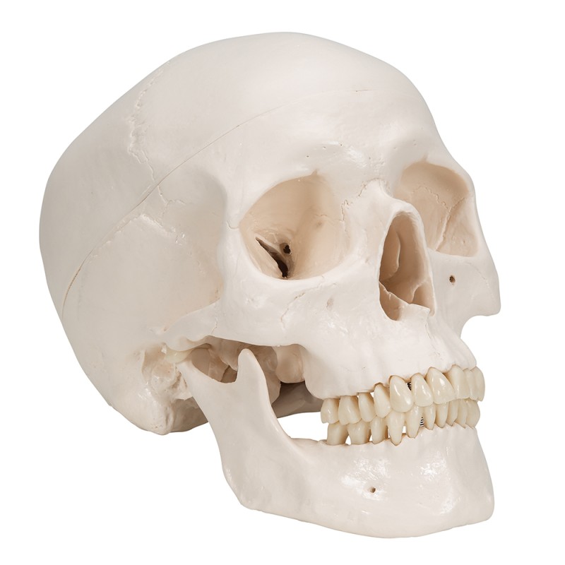 Human skull model, three parts