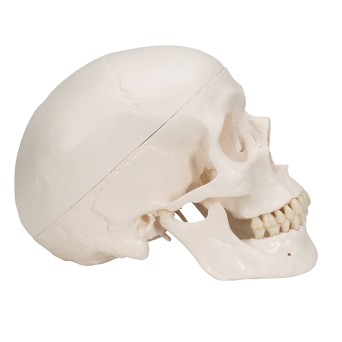 Human skull model, three parts