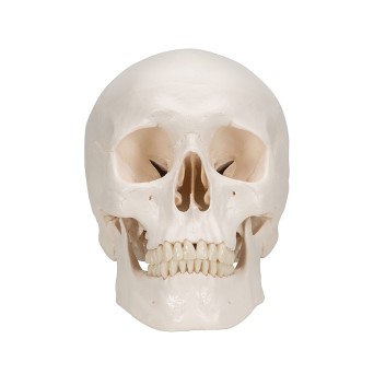 Human skull model, three parts