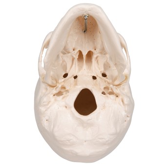 Human skull model, three parts