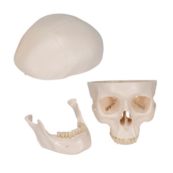 Human skull model, three parts